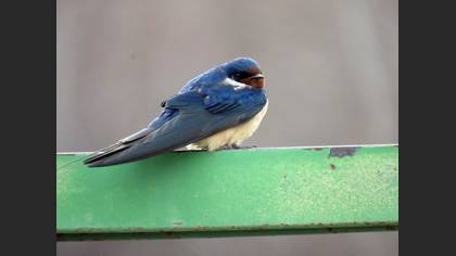 Barn Swallow
