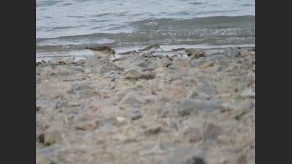 Dunlin