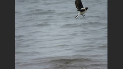 Black-eared Wheatear