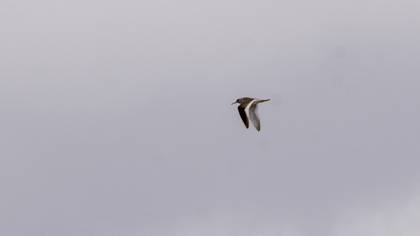 Common Redshank