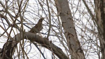 Mistle Thrush