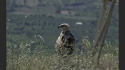 Long-legged Buzzard