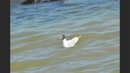 Mediterranean Gull