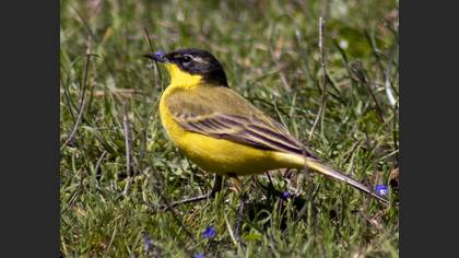 Western Yellow Wagtail