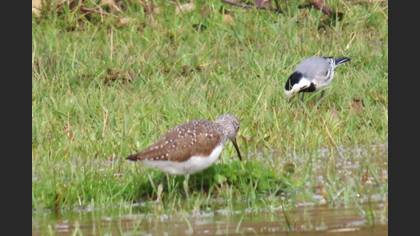 Green Sandpiper