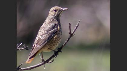 Common Rock Thrush
