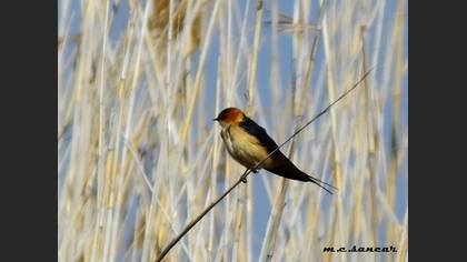 European Red-rumped Swallow