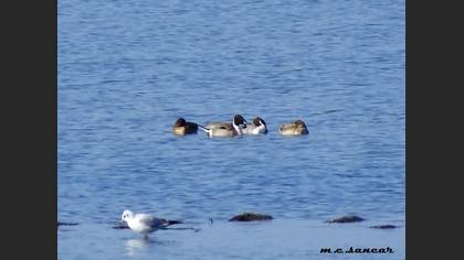 Northern Pintail