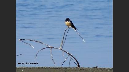 Barn Swallow