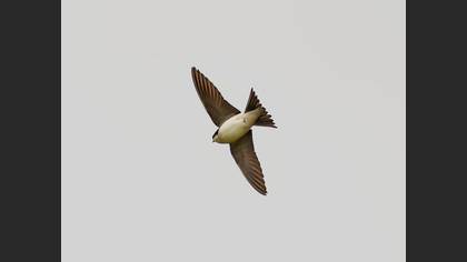 Western House Martin