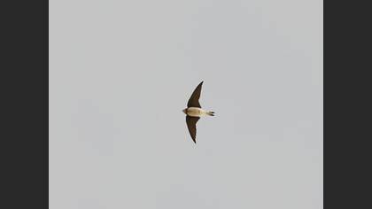 Sand Martin