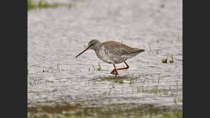 Spotted Redshank