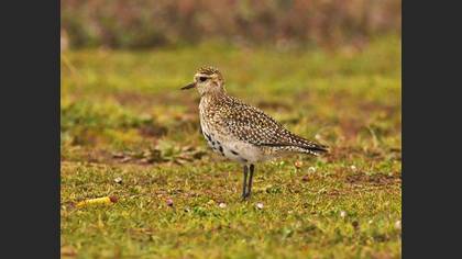 European Golden Plover