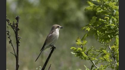 Red-backed Shrike