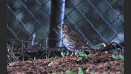 Song Thrush