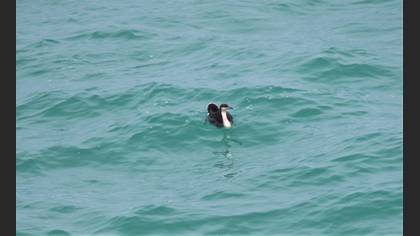 Black-throated Loon
