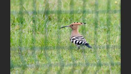 Common Hoopoe
