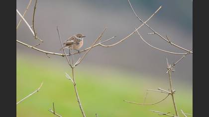 European Stonechat