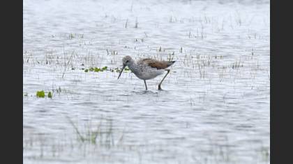 Common Greenshank