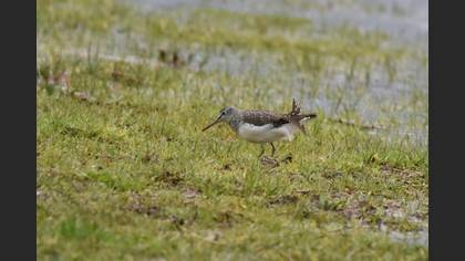 Green Sandpiper