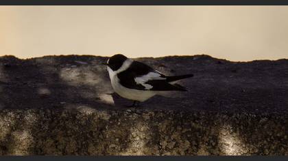 Collared Flycatcher
