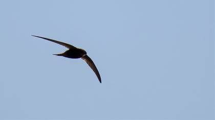 Common Swift