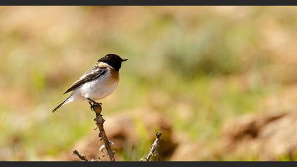 Siberian Stonechat