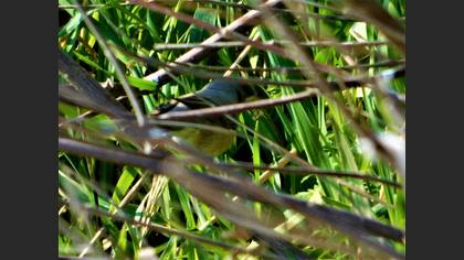 Subalpine Warbler