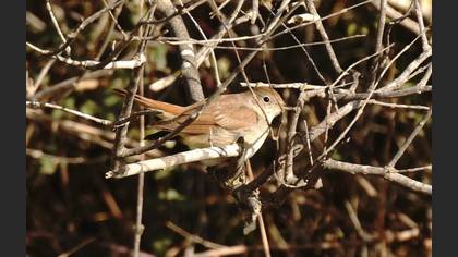 Common Nightingale
