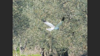 Hen Harrier