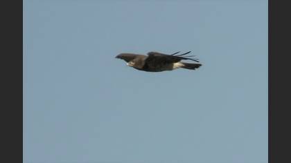 Short-toed Snake Eagle