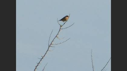 Whinchat