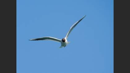 Black-headed Gull