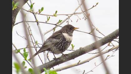 Ring Ouzel