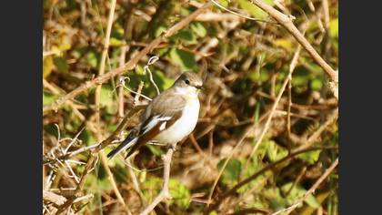 Collared Flycatcher