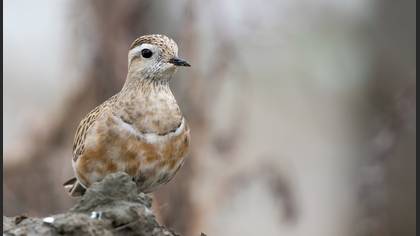 Eurasian Dotterel