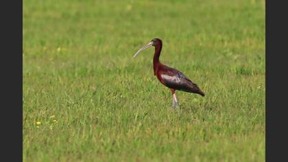 Glossy Ibis