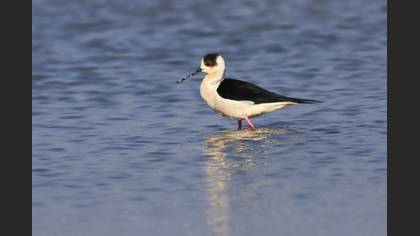 Black-winged Stilt
