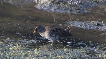 Spotted Crake
