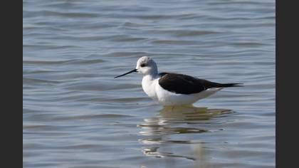 Black-winged Stilt