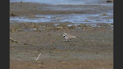 Little Ringed Plover