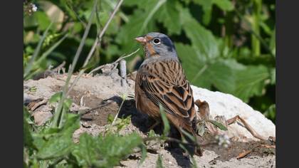 Cretzschmar`s Bunting