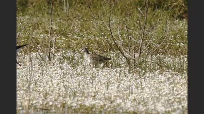 Spotted Redshank