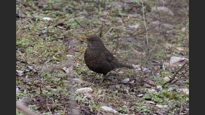 Common Blackbird
