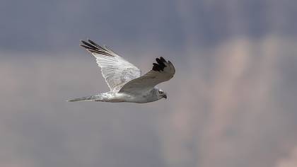 Pallid Harrier