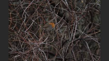 European Robin