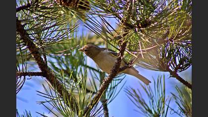 Eurasian Chaffinch