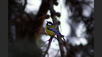 Great Tit