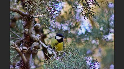 Great Tit