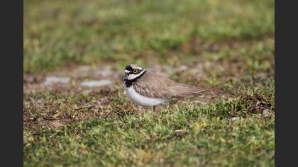 Little Ringed Plover